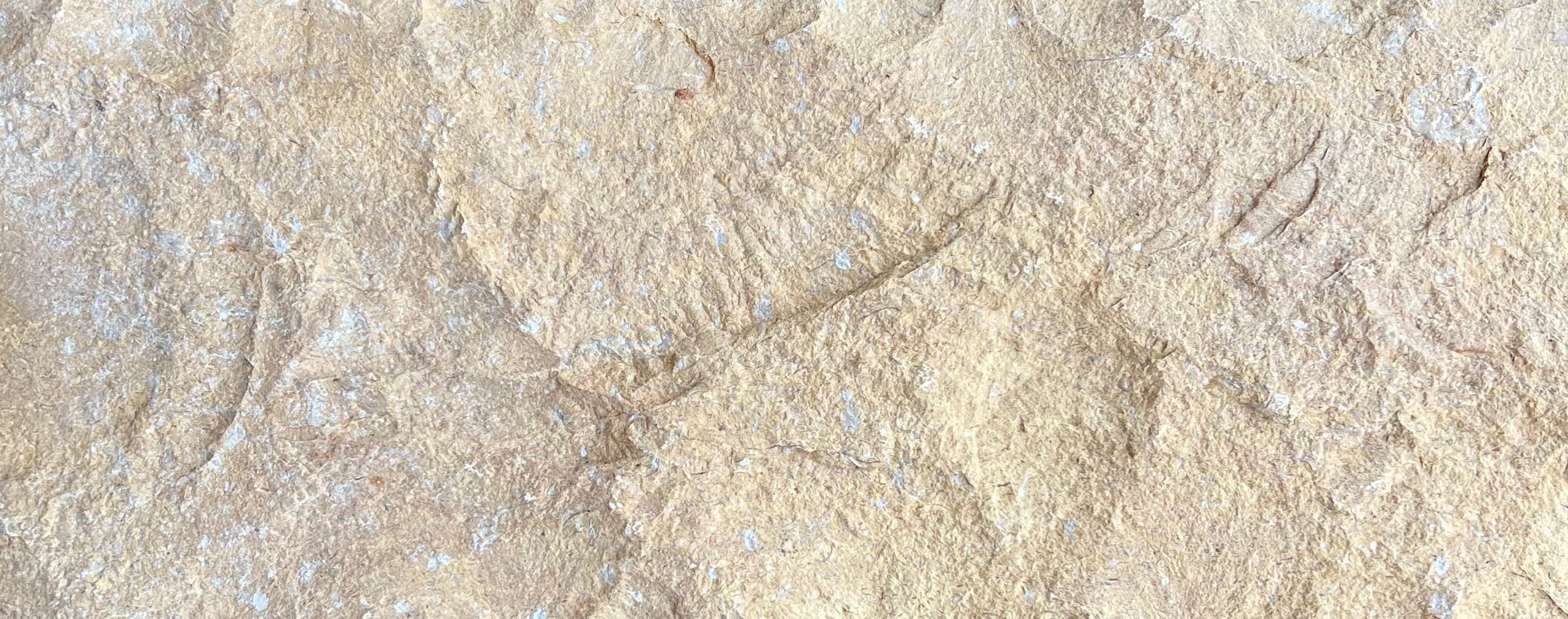 مرمریت گندمک، تصویر 9